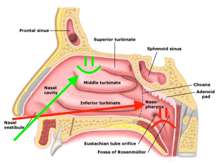 anatomy of the human nose diagram 245